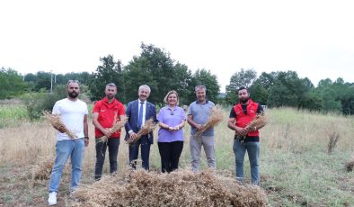 İzmit Belediyesi ilk nohut hasadını yaptı