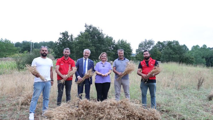İzmit Belediyesi ilk nohut hasadını yaptı