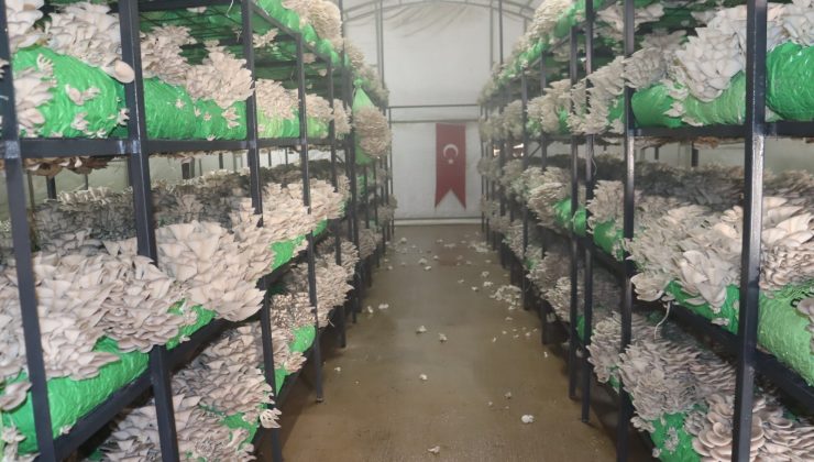 İzmit Belediyesinden 2,5 tonluk istiridye mantarı hasadı