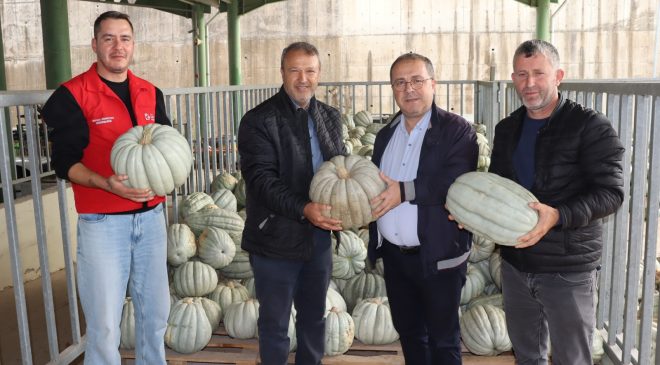 İzmit Belediyesinden 8 tonluk yerli üretim bal kabağı