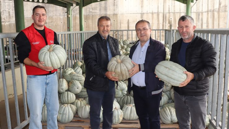 İzmit Belediyesinden 8 tonluk yerli üretim bal kabağı