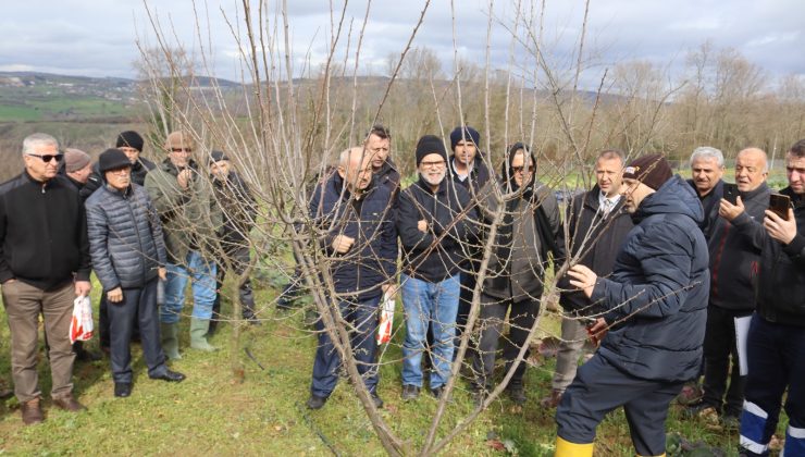 İzmit Belediyesinden üreticilere uygulamalı budama eğitimi