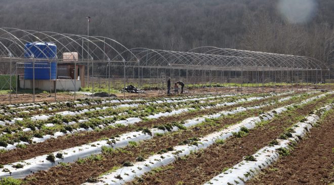 İzmit Belediyesi sebze serası kuruyor