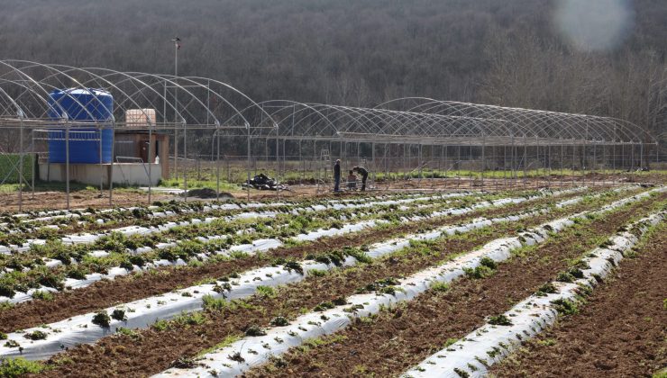 İzmit Belediyesi sebze serası kuruyor