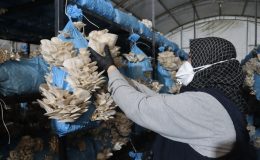 İzmit Belediyesi istiridye mantarı üretimiyle vatandaşa destek oluyor