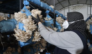 İzmit Belediyesi istiridye mantarı üretimiyle vatandaşa destek oluyor