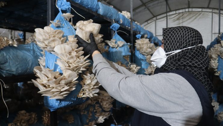 İzmit Belediyesi istiridye mantarı üretimiyle vatandaşa destek oluyor