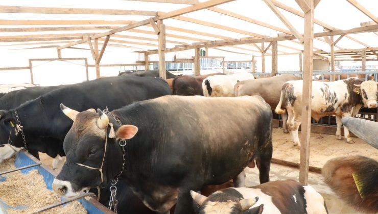 İzmit Belediyesi Modern Hayvan Pazarı’nda kurbanlık satışları devam ediyor