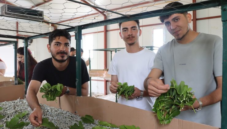 KOÜ öğrencileri İpekböceği Kozaevi’nde üretim sürecini yerinde inceledi